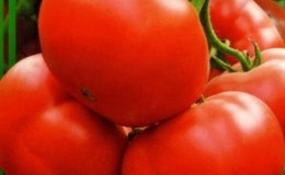 Hybride à gros fruits et à maturité précoce pour une utilisation universelle - Tomate 