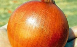 Variété d'oignon de mi-saison avec une bonne tolérance au gel 