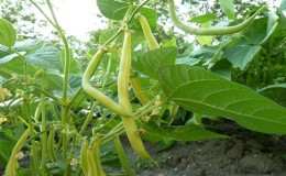 Quel genre de haricots d'asperge cultiver: des variétés qui ne laisseront personne indifférent