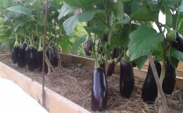 Les subtilités de l'entretien de la variété d'aubergine 