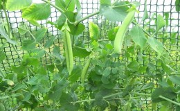 Secrets de la culture des pois en plein champ et en serre