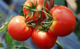 Un nouvel hybride avec des buissons puissants et une récolte abondante de tomates - tomate 