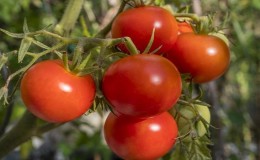 Une récolte précoce et riche pour le plus grand plaisir de chaque résident d'été - tomate 