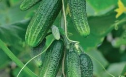 Une nouveauté qui a réussi à tomber amoureux de nombreux jardiniers - concombres 