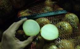 Comment conserver correctement les oignons dans la cave et est-il possible de le faire