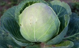 Variété moyennement tardive de chou 