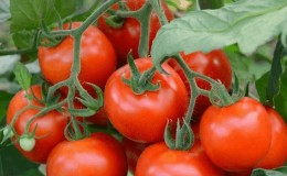 Un bon choix même pour les jardiniers novices est la tomate Mashenka et les secrets de sa culture pour obtenir une récolte riche