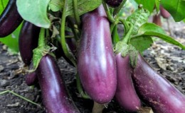 Aubergine Robin Hood sans prétention - Idéal pour les agriculteurs débutants