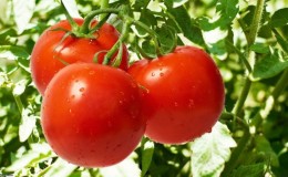 Un hybride précoce au goût exceptionnel - la tomate 
