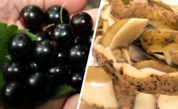 Le meilleur engrais pour les groseilles: les pelures de pommes de terre