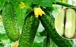 Que sont les concombres parthénocarpiques et quelles variétés choisir