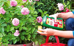Comment et quoi nourrir les roses en juillet pour une floraison luxuriante