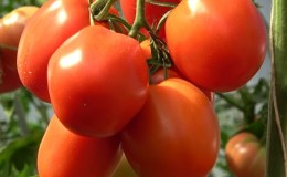 Un délicieux hybride pour les vrais gourmets - la tomate Velikosvetskiy: nous apprenons à connaître l'espèce et essayons de la cultiver