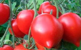 Nous obtenons une récolte record avec la tomate Hali Gali: astuces de vie des jardiniers et règles de base pour prendre soin d'un hybride