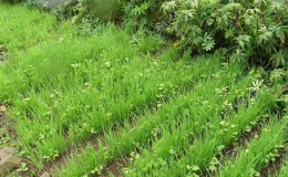 Pourquoi le seigle est-il bon, comment l'engrais vert est-il à l'automne et comment le planter correctement