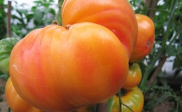 Variété à gros fruits, dont les résidents d'été sont ravis - tomate 