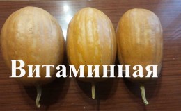 Une des variétés les plus populaires de citrouille 