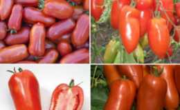 Tomate inhabituelle à la pulpe juteuse et au goût excellent - 
