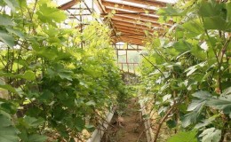 Cépages non couvrants pour la région de Leningrad