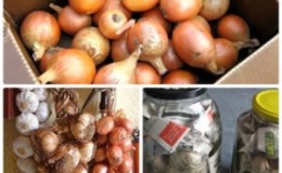 Instructions étape par étape sur la façon de garder les oignons pour l'hiver à la maison