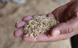 La composition et les caractéristiques de l'utilisation de la balle de riz