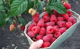 Les meilleures variétés de framboises à gros fruits
