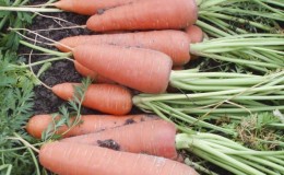 Hybride mi-tardif de carottes Cascade f1