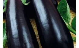 Une variété d'aubergine Almaz relativement nouvelle, mais qui a réussi à tomber amoureuse des résidents d'été