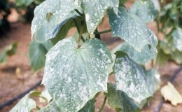 Pourquoi des taches blanches apparaissent sur les feuilles de concombre et que faire pour sauver la récolte