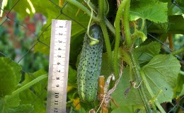 Comment faire pousser des concombres Ekol sur votre parcelle et obtenir une excellente récolte pour une utilisation universelle