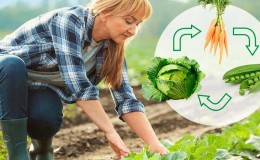 Que peut-on planter après le chou l'année prochaine