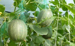 Instructions pour cultiver des melons en Sibérie en plein champ pour les jardiniers débutants