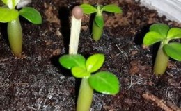 Comment faire pousser des haricots à la maison: un guide étape par étape