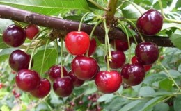 Variété de cerises sans prétention à haut rendement 