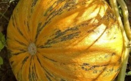 Pourquoi la courge d'amande est bonne et comment la cultiver