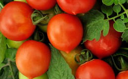 Pourquoi aiment-ils les tomates de la série Peach?
