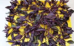 Quand ramasser et comment bien sécher le basilic à la maison