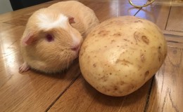 Pommes de terre crues et bouillies pour l'alimentation des cobayes, des hamsters et du bétail