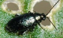 Sauver la récolte des invités non invités: comment savoir qui ronge les betteraves dans le jardin et vaincre le ravageur rapidement et facilement