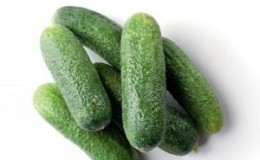 Concombres délicieux et faciles à cultiver 