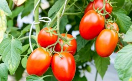 Comment faire pousser une tomate Chio-Chio-san en plein champ ou en serre: un guide étape par étape et des conseils de résidents d'été expérimentés
