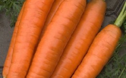Variété de carottes sans prétention et résistante aux maladies Berlikum Royal