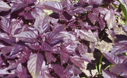 Caractéristiques et description de la variété de basilic Opal et commentaires de ceux qui l'ont cultivée