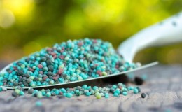 Comment nourrir les groseilles au printemps