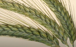 Qu'est-ce que le triticale, à quoi il ressemble et où il est utilisé