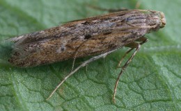 Comment lutter contre la teigne de la pomme de terre et gagner