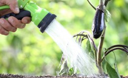 À quelle fréquence arroser les aubergines: instructions pour les jardiniers débutants