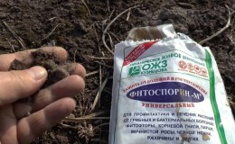 Instructions pour le traitement des tomates avec de la phytosporine dans une serre et précautions lors de la pulvérisation de tomates