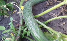 Hybride mi-précoce de concombres 