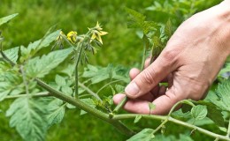 Nous apprenons des résidents d'été expérimentés comment pincer correctement les tomates: une analyse des nuances et une description étape par étape du processus